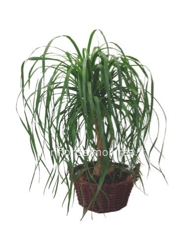 Pianta di beucarnea altezza 60 cm- diam vaso 24