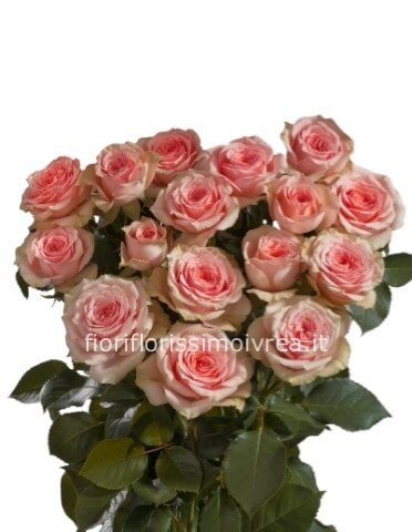Rose rosa a stelo, prima scelta, lunghezza 60 cm