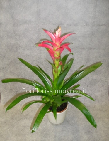 guzmania