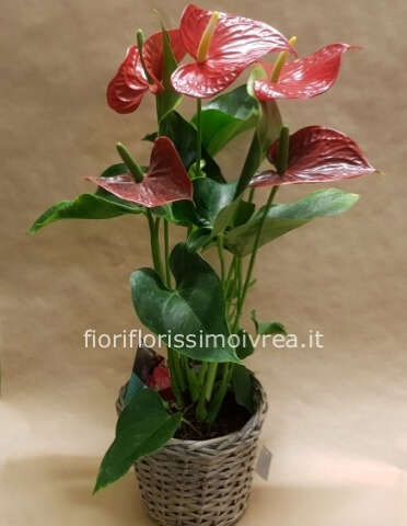 Anthurium
