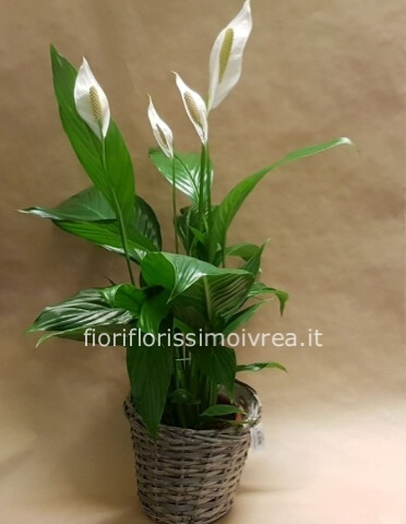 Spathiphyllum