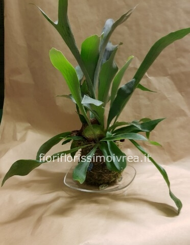 Kokedama platycerium (felce a corna di cervo)