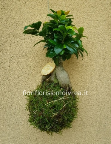 Kokedama ficus bonsai