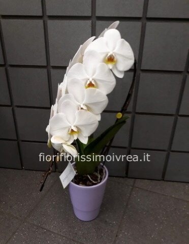 Phalenopsis 2 steli con vaso di  ceramica