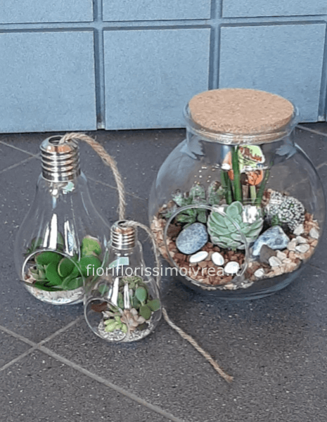 Composizioni di succulente