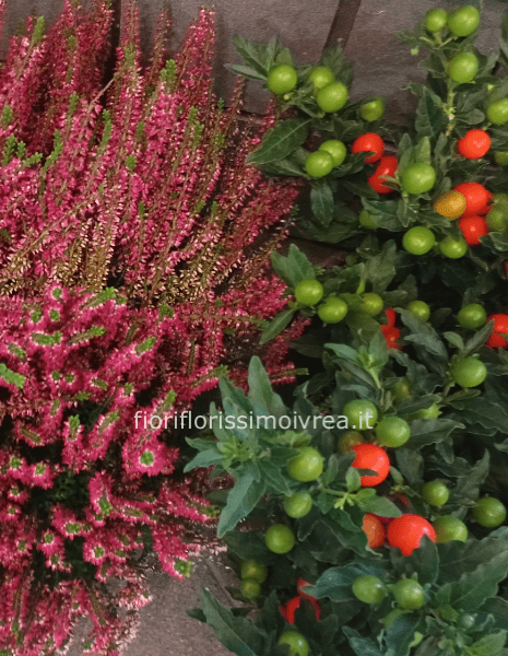 Piapiante miste autunnali