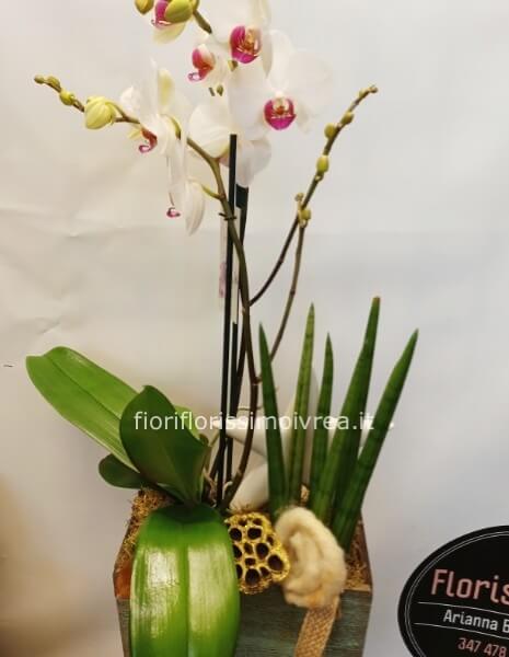 Composizione di piante natalizie