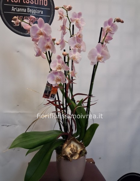 Orchidea natalizia
